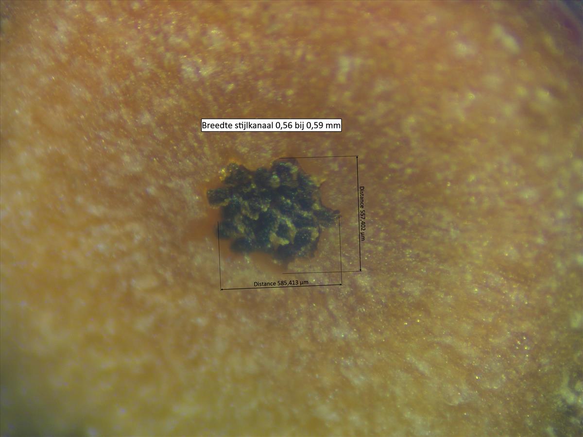 Rosa micrantha (door Jan Klinckenberg)